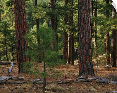 Small sapling growing in ponderosa pine tree forest, Kaibab National Forest, Arizona