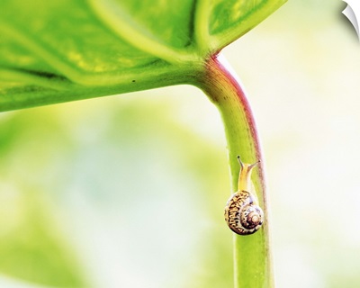 Snail on Leaf Crawling Upward