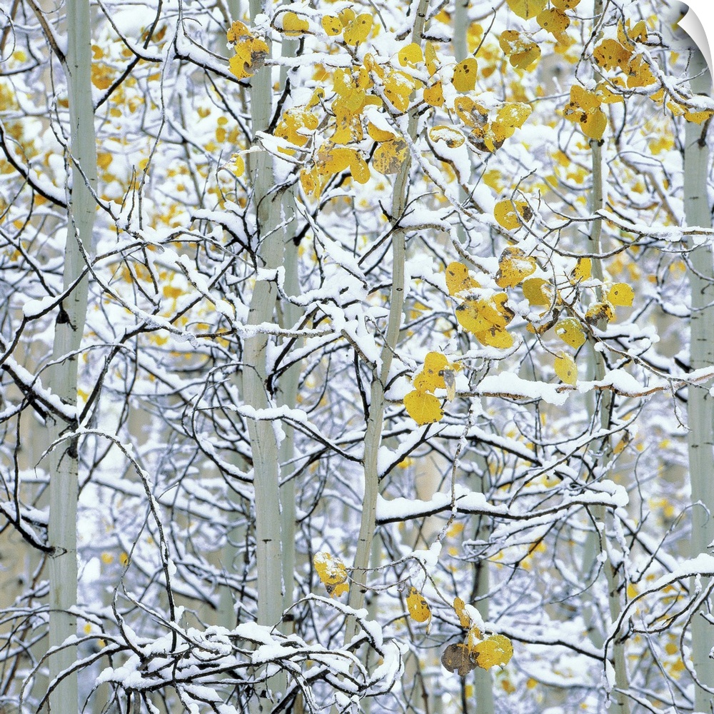 Snow covered aspen trees, Colorado, USA.