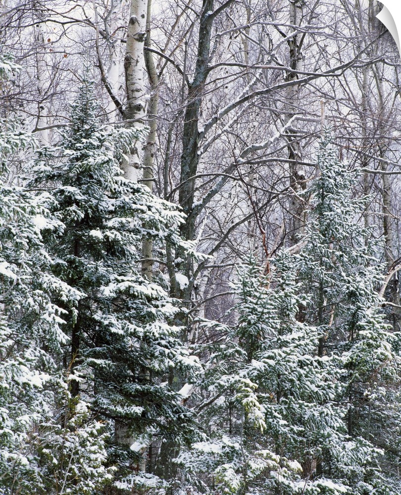 Large bare trees along with pine trees are covered with snow.