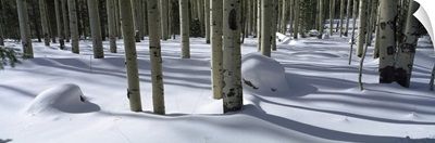 Snow covered landscape, Flagstaff, Coconino County, Arizona