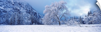 Snow covered oak tree in a valley, Yosemite National Park, California,