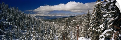 Snow covered pine trees in a forest with a lake in the background, Lake Tahoe, California