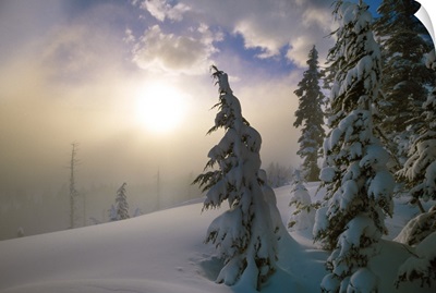 Snow-covered pine trees, sunrise through fog, Oregon Cascades, Oregon, united states,