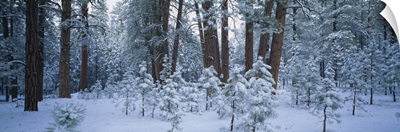 Snow covered plants in the forest