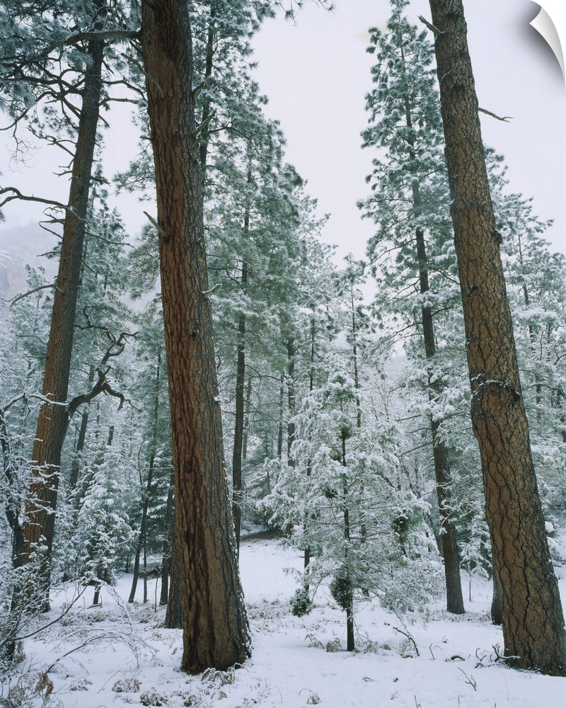 Snow covered Ponderosa Pine trees in a forest, West Fork of Oak Creek, Coconino National Forest, Arizona