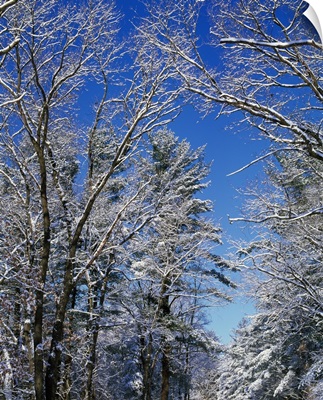 Snow-covered trees against blue sky, Backbone State Park, Iowa