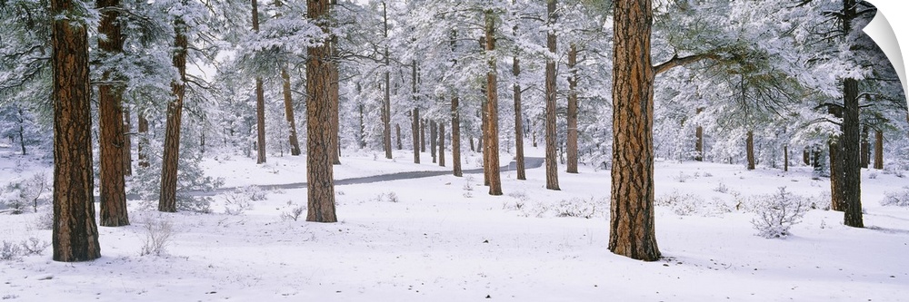 Panoramic photo on canvas of a snow covered forest with a road running through the middle of it from the left.