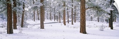 Snow covered trees in a forest, Grand Canyon National Park, Arizona