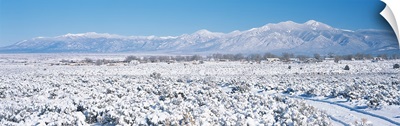 Snow covered trees on a landscape with mountains in the background, Taos Mountain, New Mexico,
