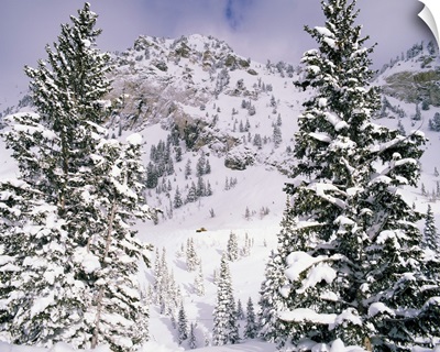 Snow covered trees on a mountain, Utah
