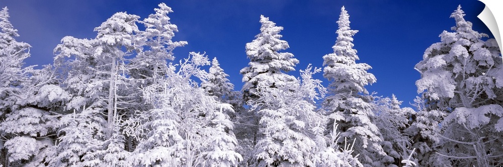 Wide angle photograph on a large wall hanging of tall snow covered pine trees against a deep blue sky, at the Stratton Mou...