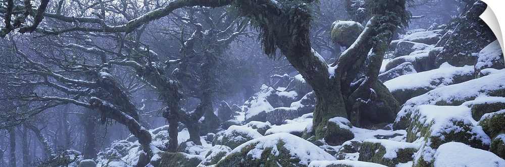 Snow covered trees, Wistman's Wood, Dartmoor National Park, Devon, England