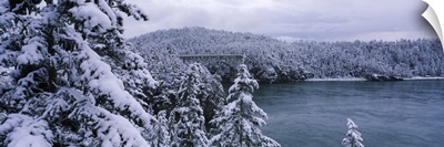 Snow covered trees with a bridge in the background, Deception Pass Bridge, Deception Pass, Whidbey Island, Skagit County, Washington State