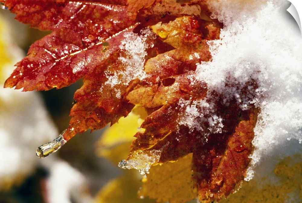 Fall colored leaves are photographed closely as they are covered with snow and ice.