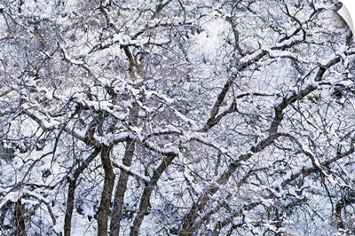 Snow On Cottonwood Trees