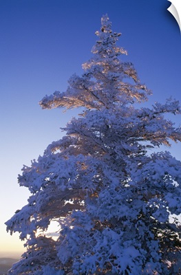 Snow On Pine Tree
