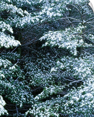 Snow on pine trees, close up, Iowa