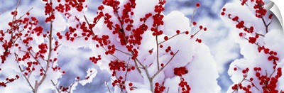 Snow w/fruit tree Keihoku-Cho Kyoto Japan