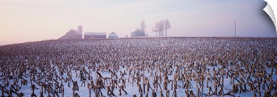 Snowy cornfield IL