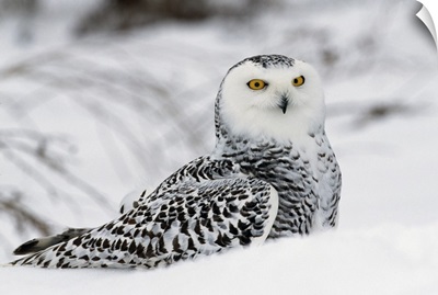 Snowy owl in snow, Michigan