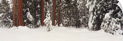 Snowy Ponderosa Pines WA