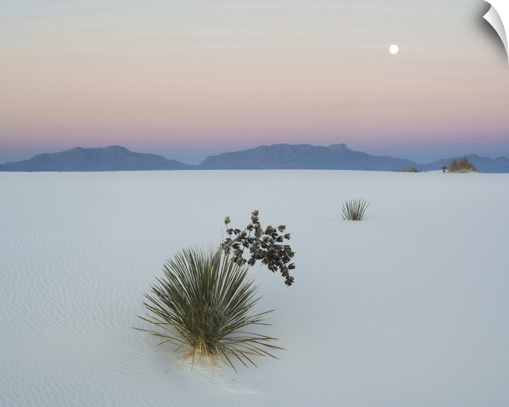 Soaptree Yucca in dawn light in sand dune with setting moon above the San Andres Mountains, White Sands National Monument,...
