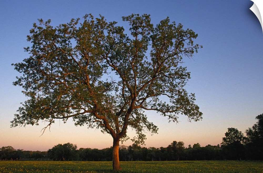 Big photo on canvas of a tree in a field at sunset.
