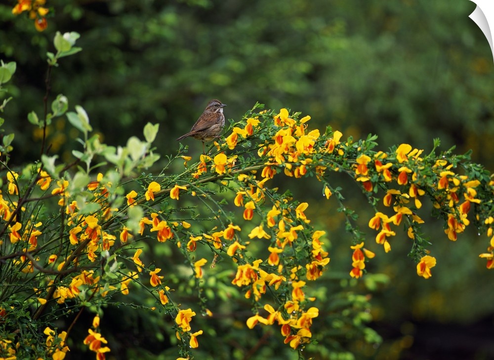 Large photographic art close-up of a song sparrow bird perched on a newly bloomed scotch broom plant in the spring. Vibran...