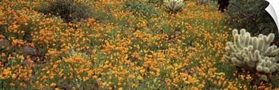 Sonoran Desert AZ