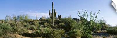 Sonoran Desert Saguaro Cactus Arizona
