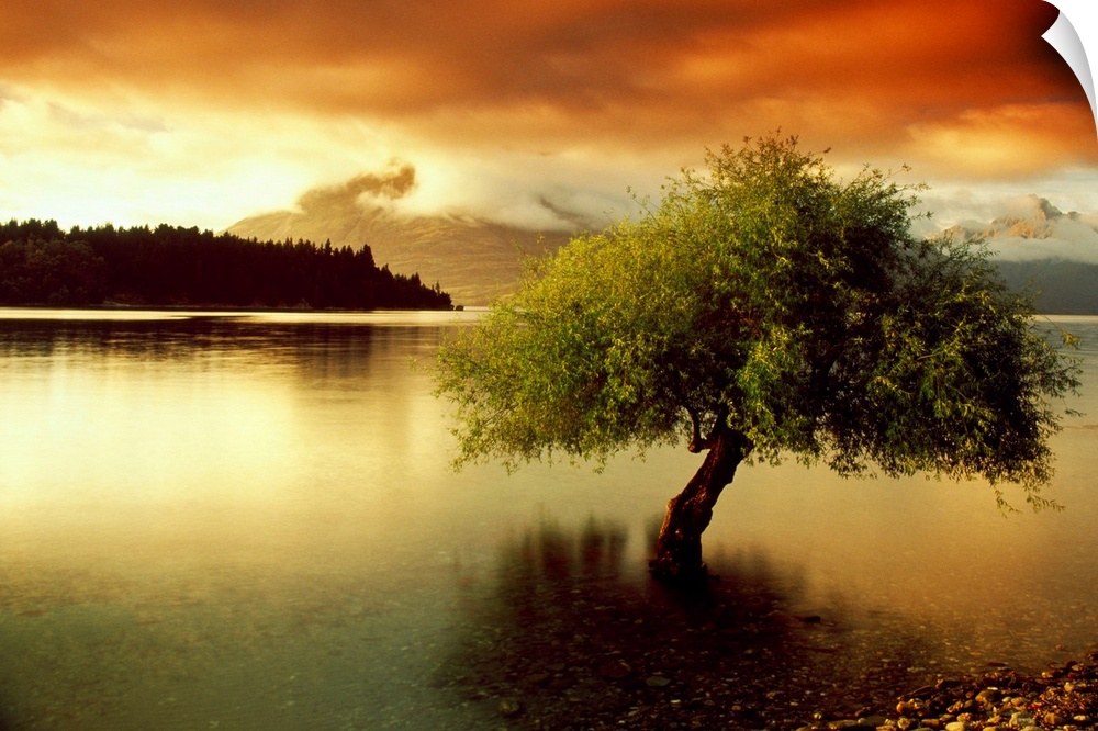 A lone tree growing out of a lake during a dramatic sunset. This big landscape canvas has dark shadows and vividly colored...