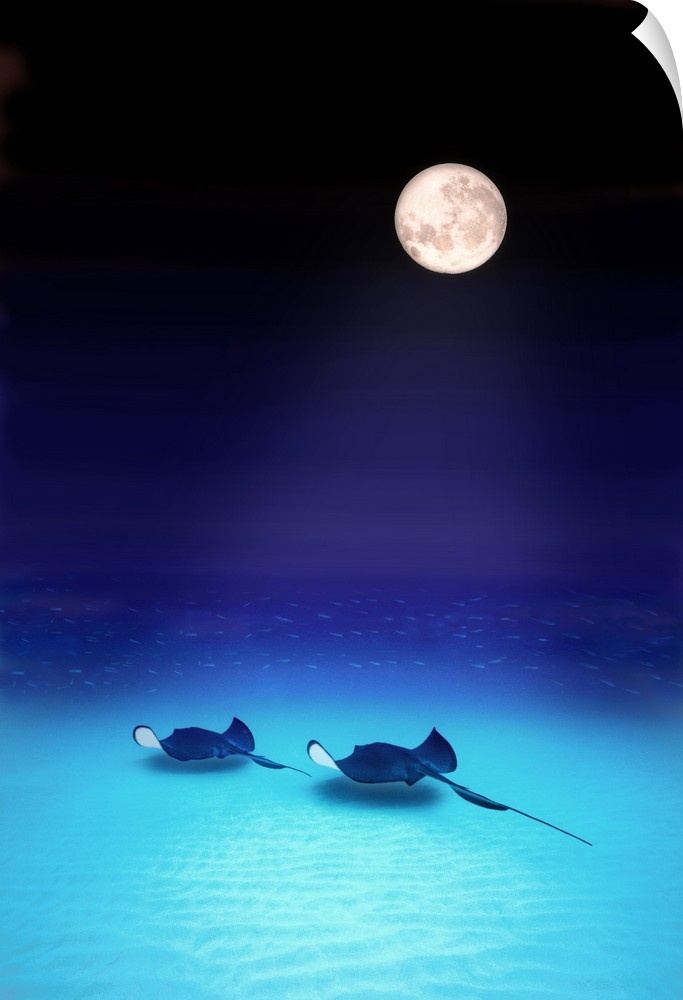 Two southern stingrays swim together along the sandy beach bottom  as the full moon rays light their path.
