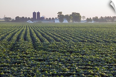 Soy bean field, distant farm buildings, Iowa