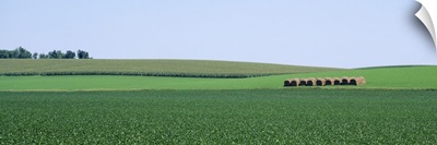 Soybean Field NE