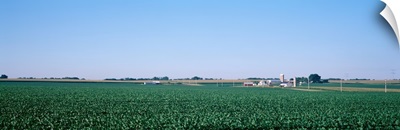Soybean field Ogle Co IL