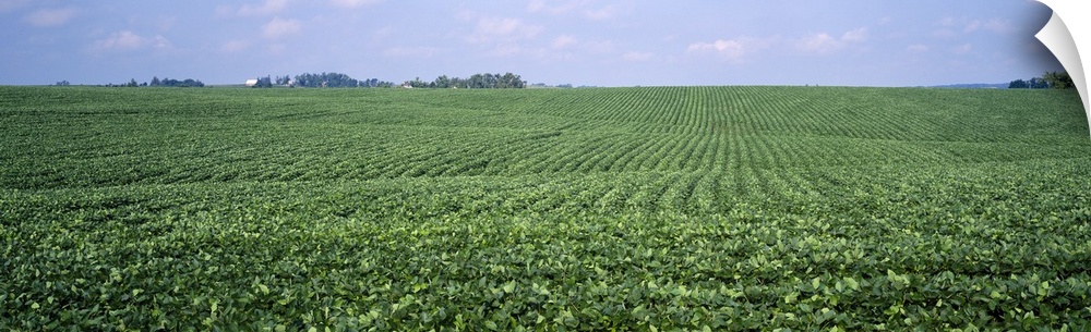Soybean Field Tama County IA