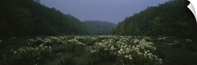 Spider-lily in the forest, Cahaba River, Alabama, (Hymenocallis coronaria)