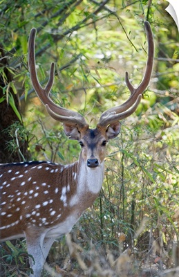 Spotted deer Axis axis in a forest India