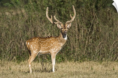 Spotted deer Axis axis in a forest Keoladeo National Park Rajasthan India