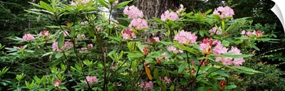 Spring Rhododendron Bloom  Humboldt Co  Redwood Nat'l Pk  CA