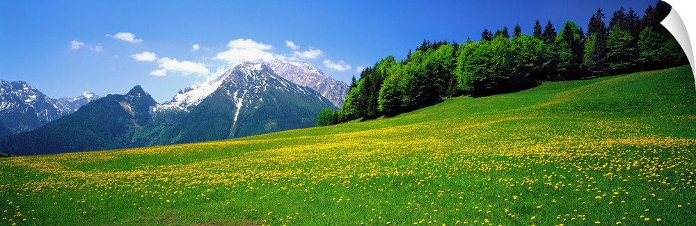 Horizontal image on canvas of a field of wildflowers with rugged mountains and a forest in the distance.