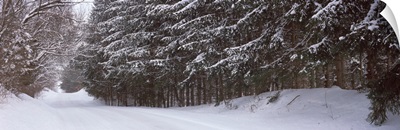 Spruce trees along a snow covered road, Grand Rapids, Kent County, Michigan