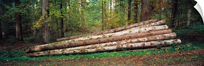 Stack of logs in a forest, Black Forest, Baden-Wurttemberg, Germany