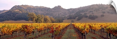 Stag's Leap Wine Cellars Napa Winecountry  CA