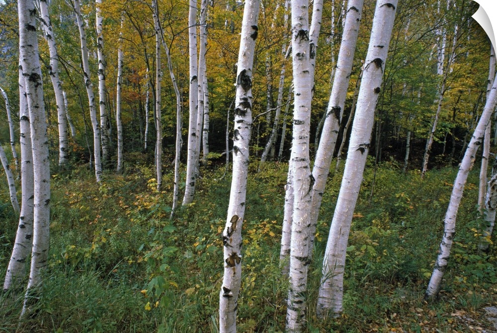 Wall docor of thin tree trunks in a forest with undergrowth and fall foliage in the background.
