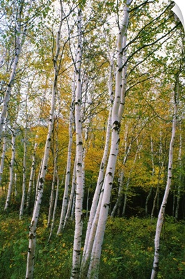 Stand Of White Birch Trees