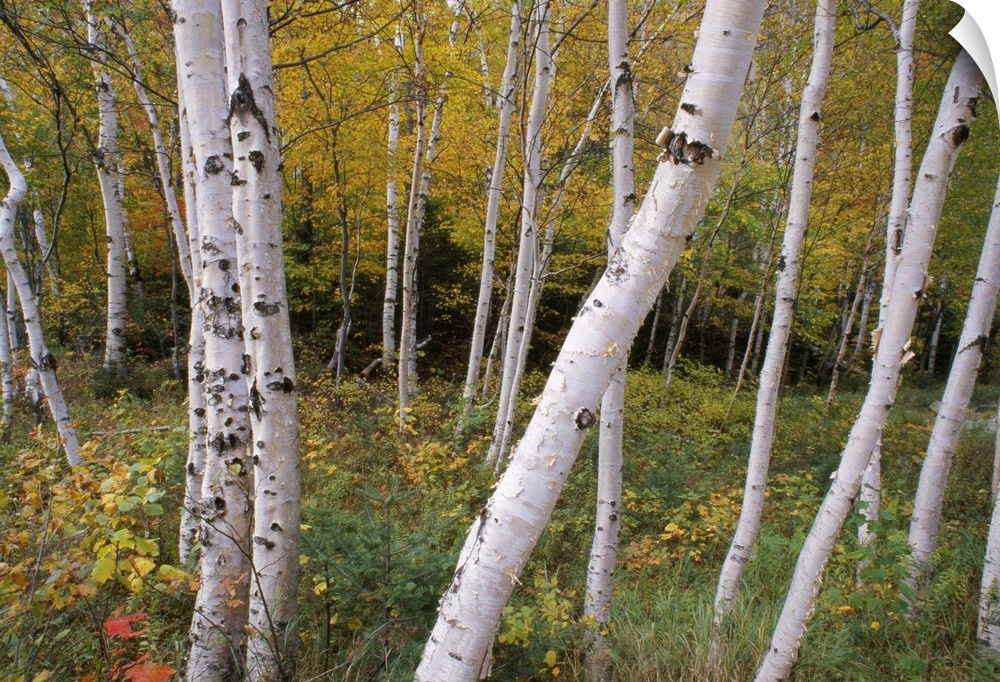 Decorative artwork of a thick forest with numerous birch tree trunks scattered throughout the picture.