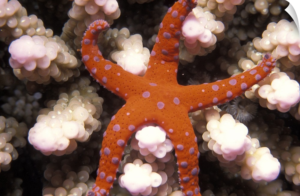 Underwater photo of a starfish with purple spots on it's otherwise orange body sitting on coral polyps.