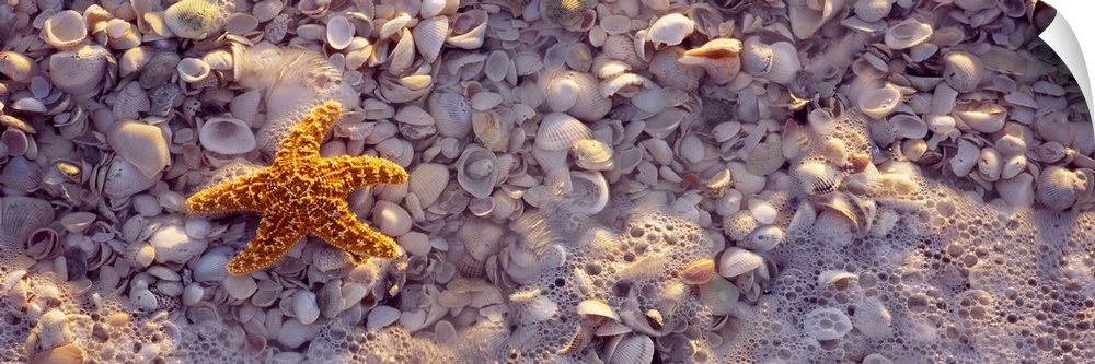 A starfish is photographed laying on top of tiny white shells with water bubbles lining the bottom of the picture.